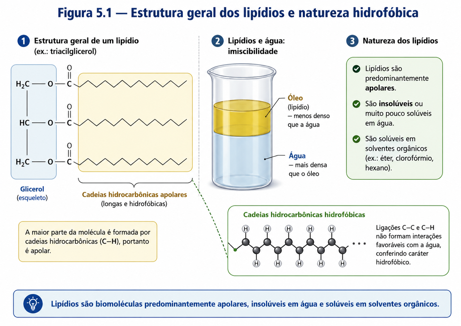 Capítulo 5 — Lipídios: estrutura, organização e função biológica - Prof ...