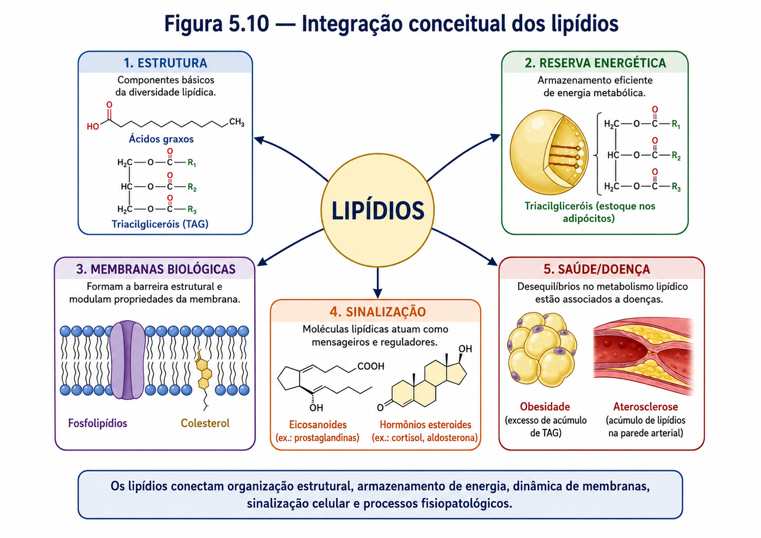 Capítulo 5 — Lipídios: estrutura, organização e função biológica - Prof ...